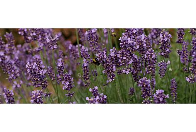 Lawenda w ogrodzie - jak ją pielęgnować 