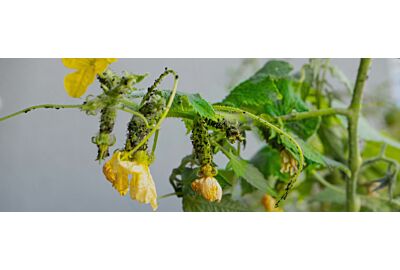 Mszyce - metody zwalczania i zapobiegania