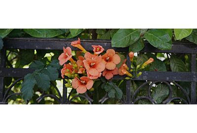 pnącza pod pergole i trejaże