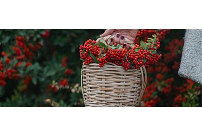 ognik szkarłatny_miniaturka