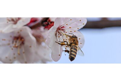 pszczoła zbierająca nektar z białego kwiatu w ogrodzie