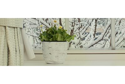 Rośliny doniczkowe zimą