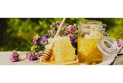 Rośliny miododajne i ich rola w ogrodzie