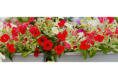 Rośliny ozdobne na balkon