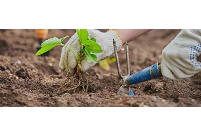 truskawki_sadzone_jesienia_na_agrowlokninie