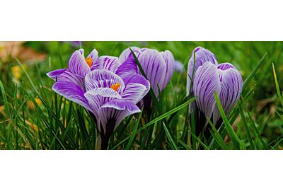 Szafran - uprawa, pielęgnacja i zastosowanie