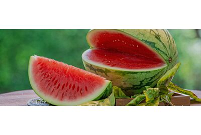 cały arbuz leżący na ziemi na uprawie arbuzów z kawałkiem przekrojonego arbuza