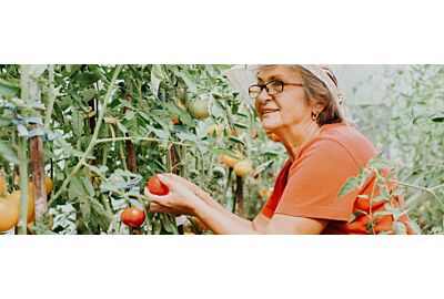 Uprawa pomidorów w tunelu foliowym