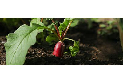 pęczek rzodkiewki na czarnym tle