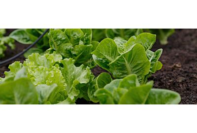 Uprawa sałaty w tunelu foliowym 