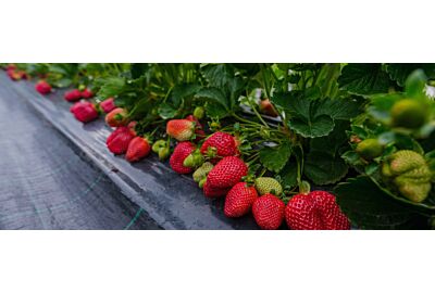 dojrzałe, czerwone truskawki na krzaczku na czarnej agrowłólninie