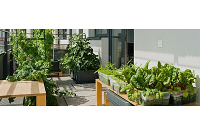 uprawa-w-skrzyniach-mamtka-z-synem-podlewa-salate