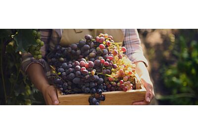 Jakie winogrona uprawiać w Polsce?