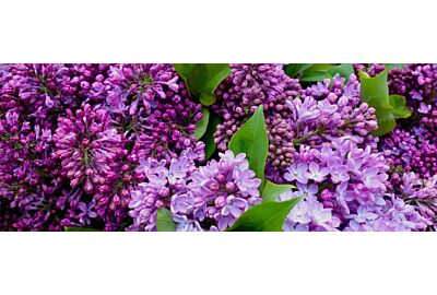 Bez lilak w ogrodzie 