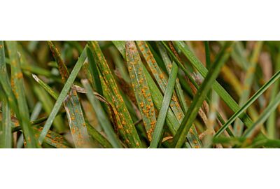 Najczęstsze choroby trawy: objawy i sposoby zwalczania