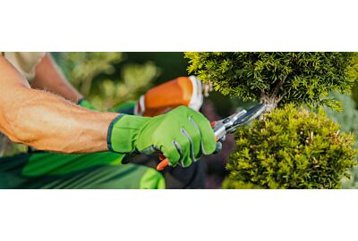 Przycinanie roślin - najczęstsze błędy