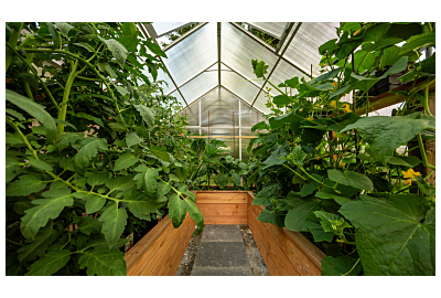 Mikroklimat w szklarniach - temperatura, wilgotność, oświetlenie