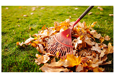 Co zrobić z opadającymi liśćmi?