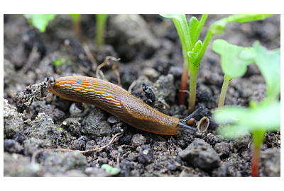 Jak zwalczyć ślimaki w ogrodzie