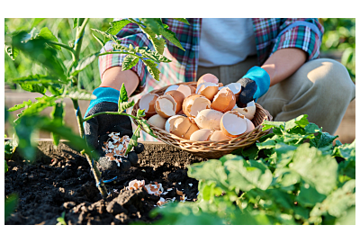 Najlepsze naturalne nawozy do ogrodu