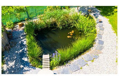 oczko wodne uprawa roslin w wodnych ogrodach