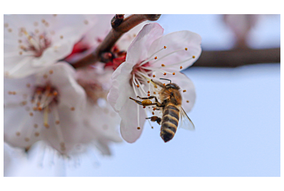 pszczoła zbierająca nektar z białego kwiatu w ogrodzie