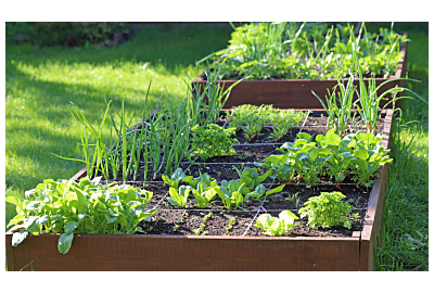 podwyższane grządki_miniaturka