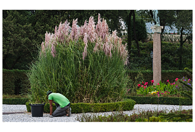 Błędy w pielęgnacji traw ozdobnych