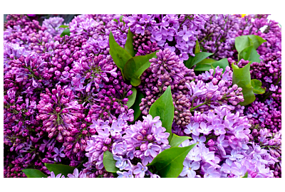 Bez lilak w ogrodzie 