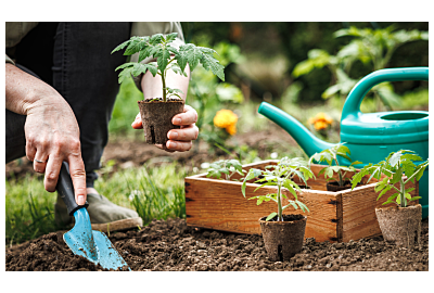 Błędy początkujących ogrodników