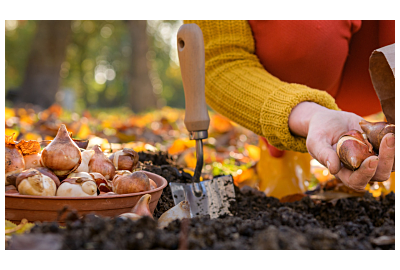 CebuLOVE – jesienne cebulki kwiatowe