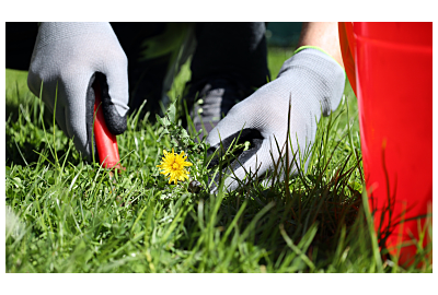 Jak zwalczać chwasty w ogrodzie