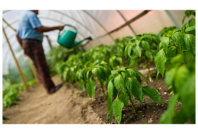 Folia ogrodowa - co pod nią uprawiać?