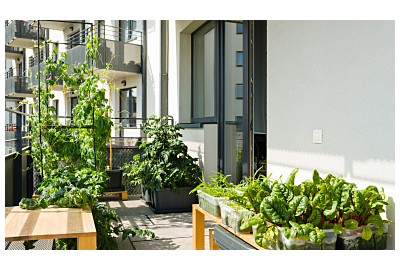 uprawa-w-skrzyniach-mamtka-z-synem-podlewa-salate