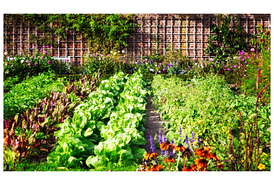 Uprawa roślin - choroby, szkodniki, susze