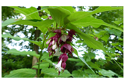 Oxytrees - drzewa tlenowe