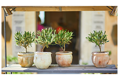 Drzewko oliwne – jak o nie dbać