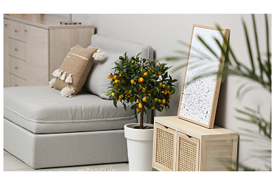 Drzewo cytrusowe w donicy 