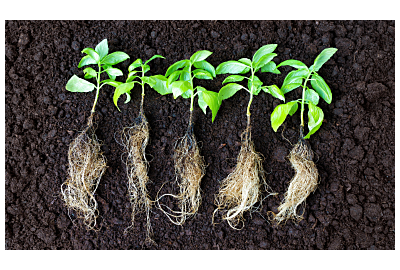 Zbyt gęste sadzenie roślin 