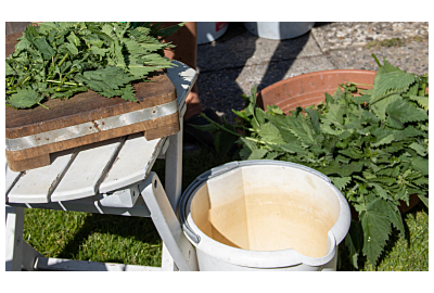 Gnojówka ze skrzypu i pokrzywy