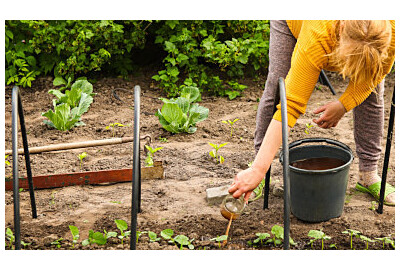 Gnojówka z chwastów – czy warto wykorzystać ją w ogrodzie?