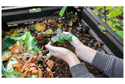 Gnojówka z ziemniaków – naturalny sposób na zdrowe rośliny ogrodowe