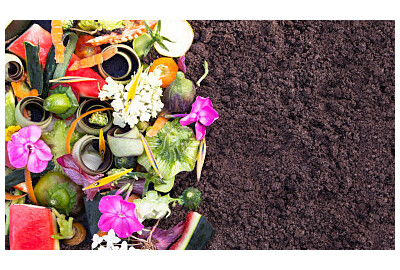 Jakie rośliny są najlepsze do produkcji gnojówki ogrodowej?