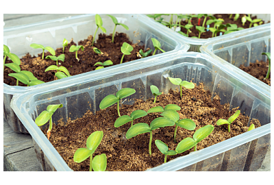 Japońska metoda uprawy ogórków