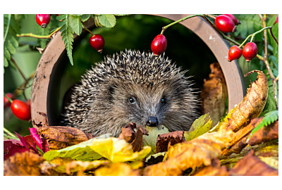 Jeż w ogrodzie 