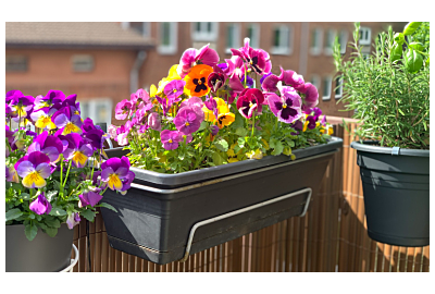 Kiedy sadzić kwiaty balkonowe?