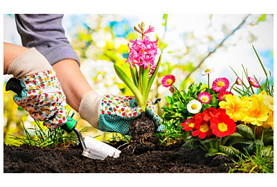 Jakie kwiaty do ogrodu