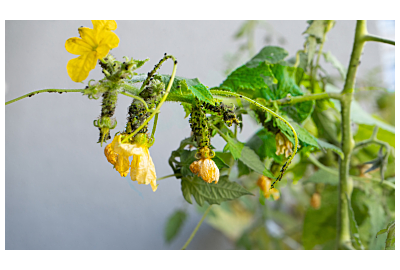Mszyce - metody zwalczania i zapobiegania