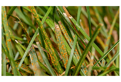 Najczęstsze choroby trawy: objawy i sposoby zwalczania