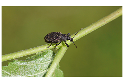 Opuchlaki w ogrodzie